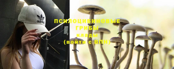 индика Аркадак