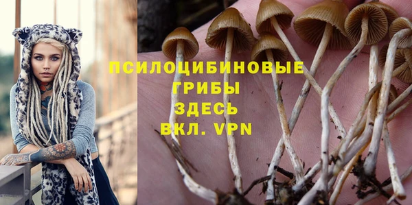 индика Аркадак